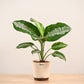 Aglaonema Evergreen Plant - Large