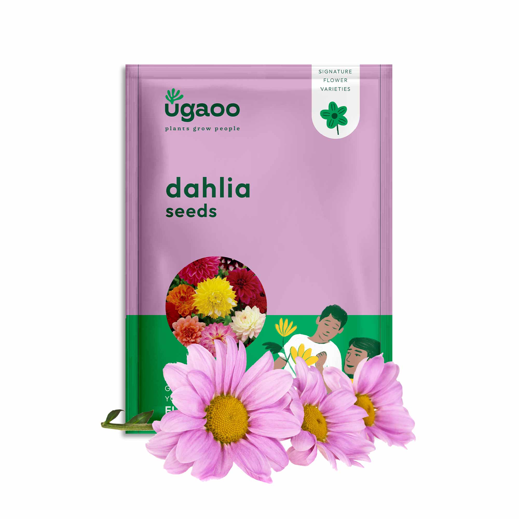 dahlia flower seeds online Dahlia Seeds – Ugaoo
