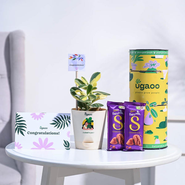 Crassula Ovata Variegated Congratulations Gift hamper
