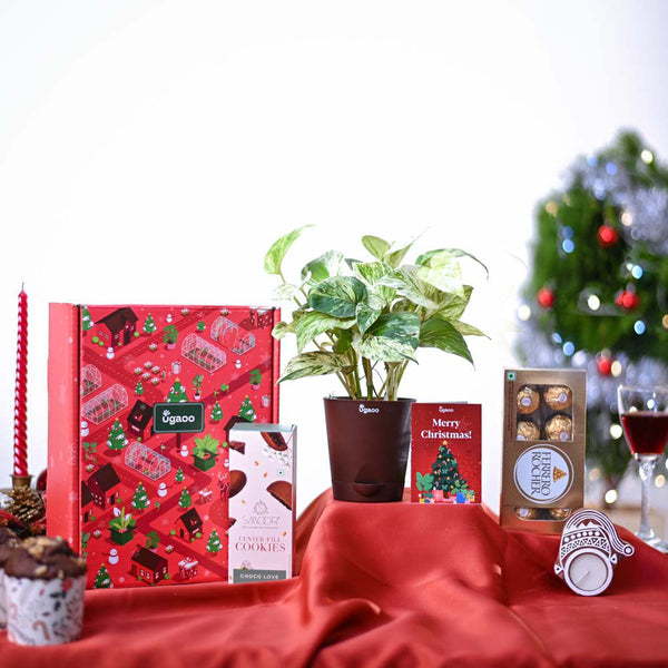 Money Plant Marble Christmas Gift Hamper