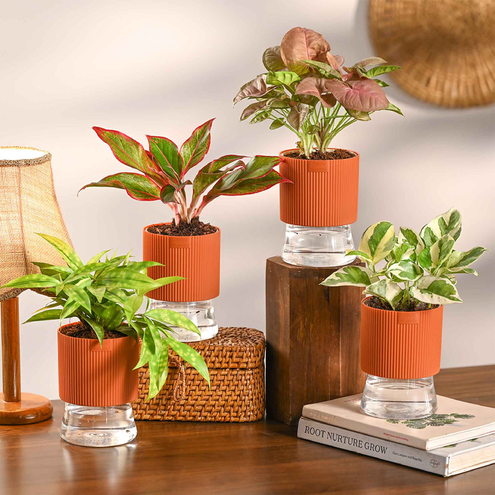 Combo of 4 Plant Set for Office Desk