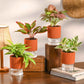 Combo of 4 Plant Set for Office Desk