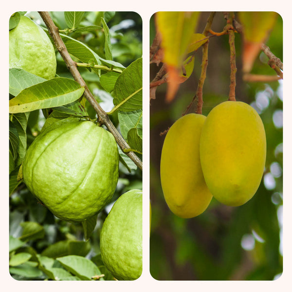 Mango and Guava Fruit Plant Combo with Grow Bag