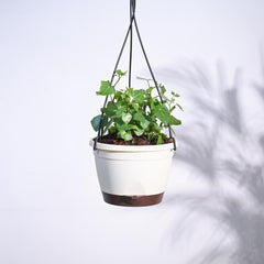 English Ivy Plant In Hanging Planter