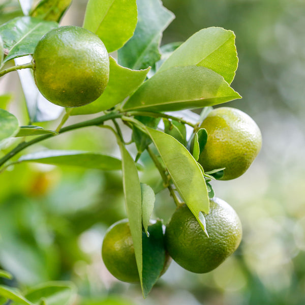 Lemon Plant with Grow Bag