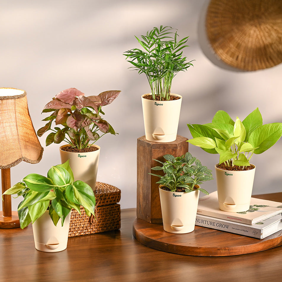 Set of 5 Living Room Decor Plant Bundle