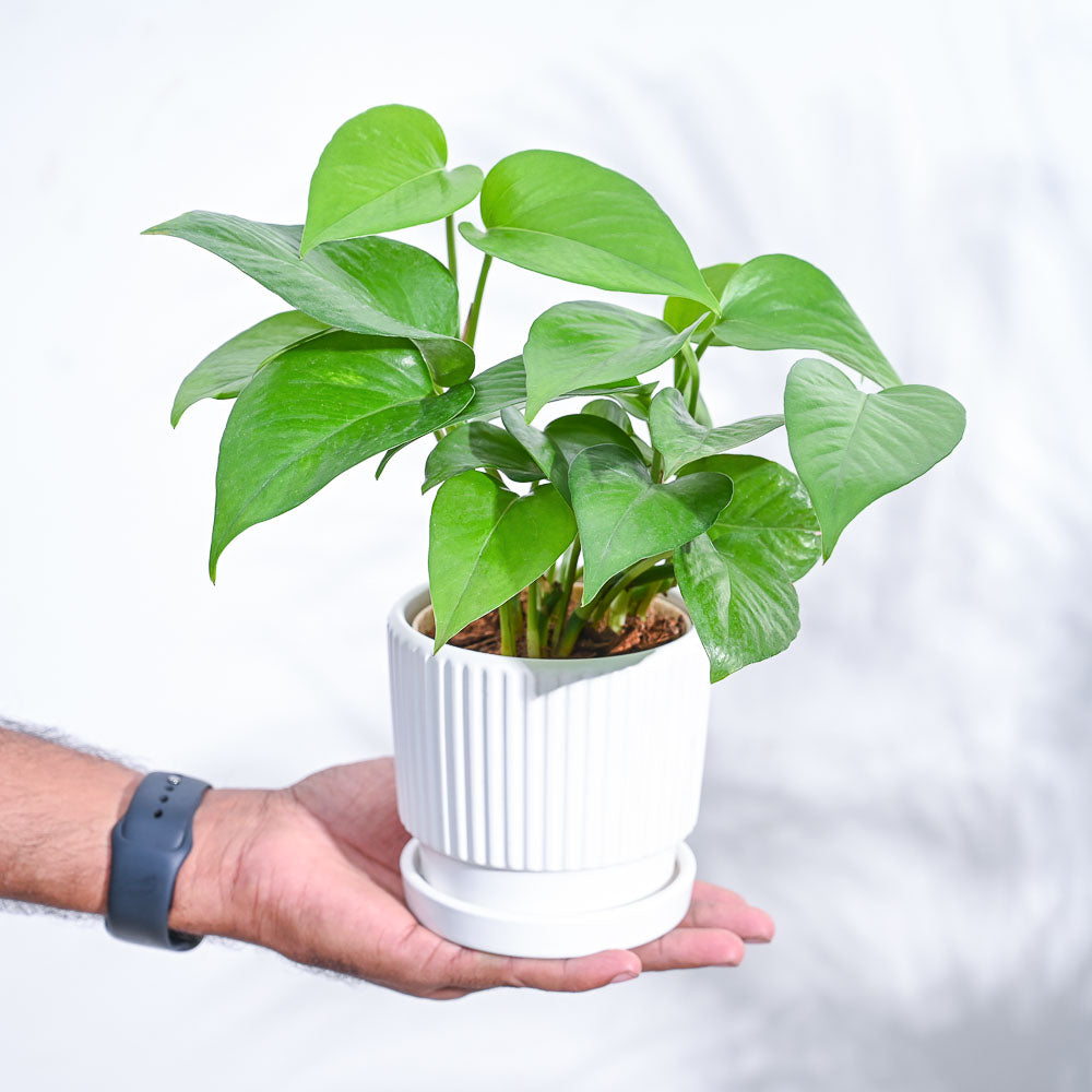 green money plant Money Plant Green