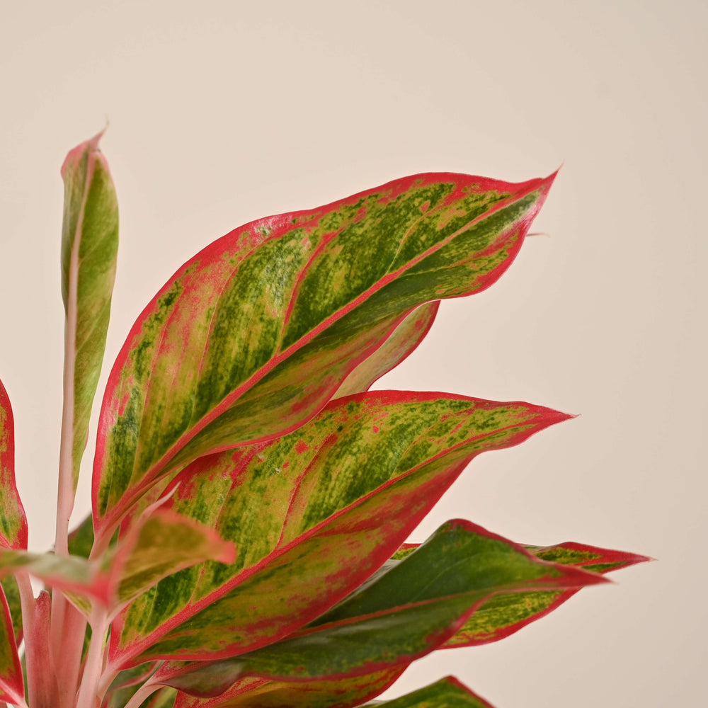 aglaonema red plant benefits Aglaonema Red Plant