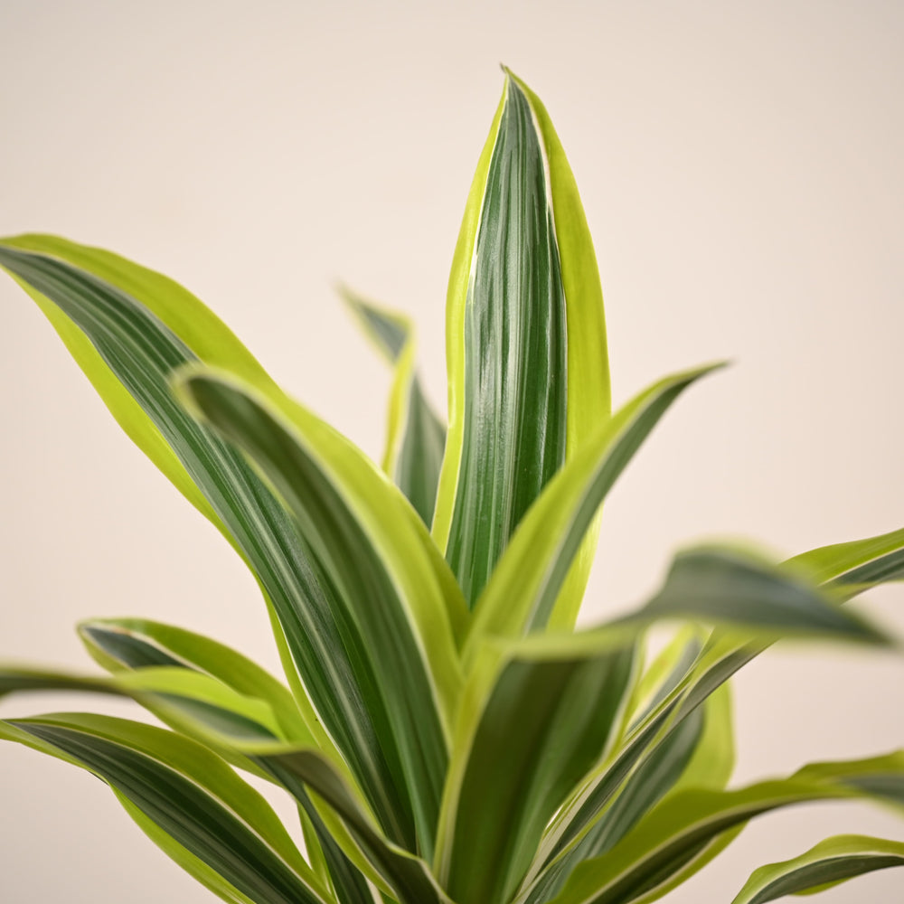 Dracena Lemon Lime Plant - Large
