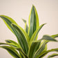 Dracena Lemon Lime Plant - Large