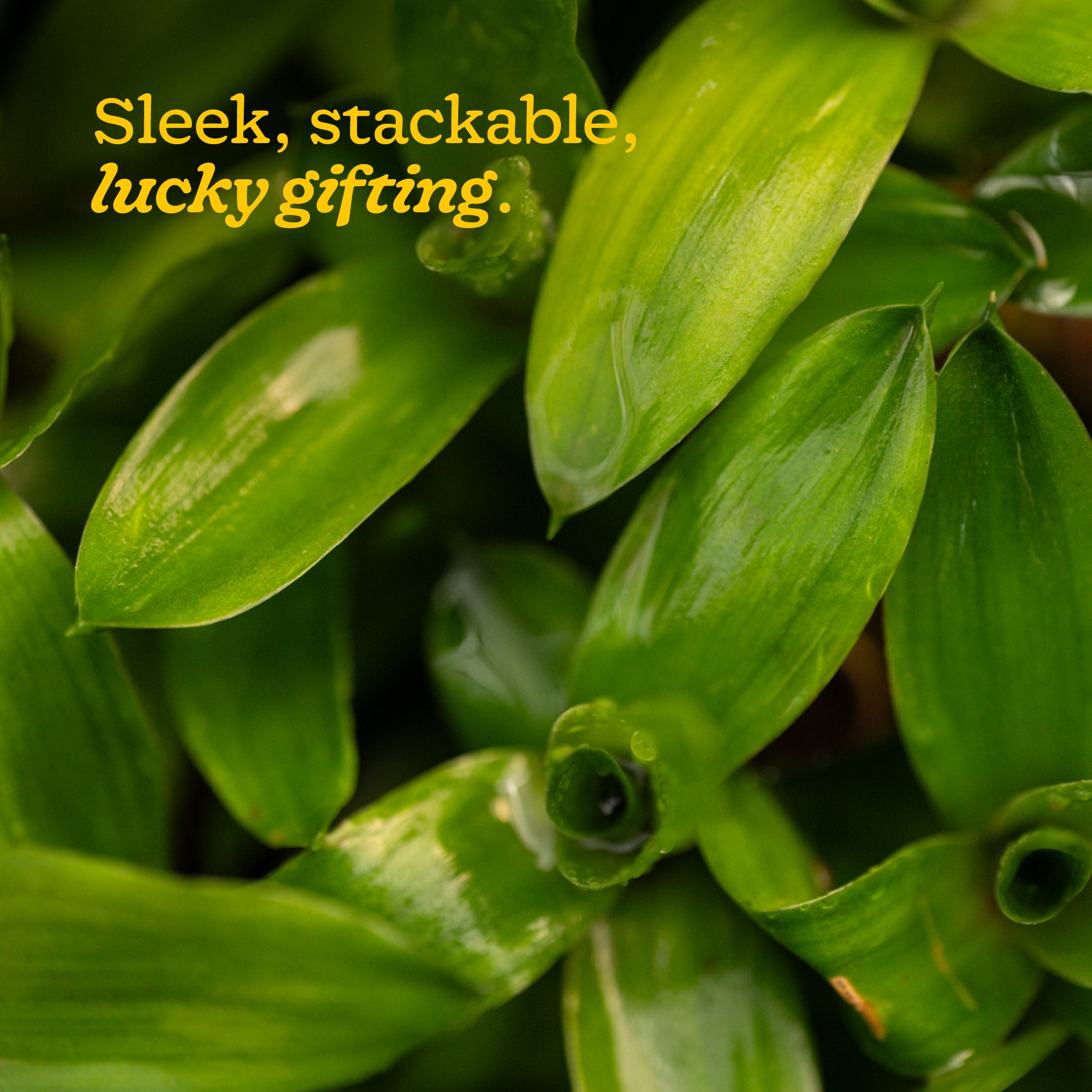 NUPL0099,NUPL3377,NUPL0761