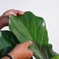 Ficus Lyrata (Fiddle Leaf Fig) - XL