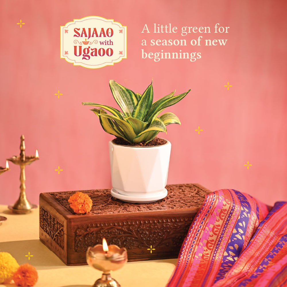Snake Plant - Golden - Diwali Edition