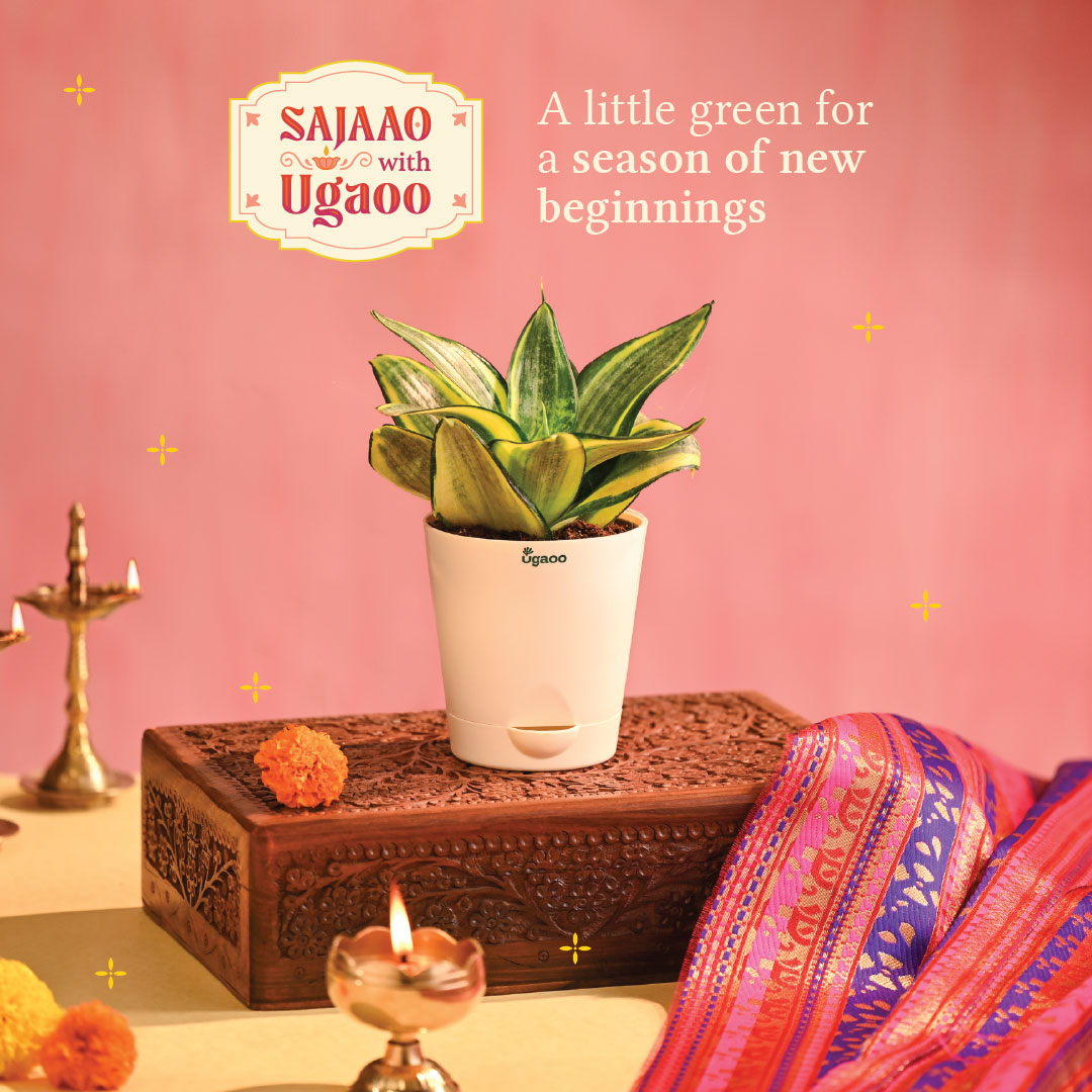 Snake Plant - Golden - Diwali Edition