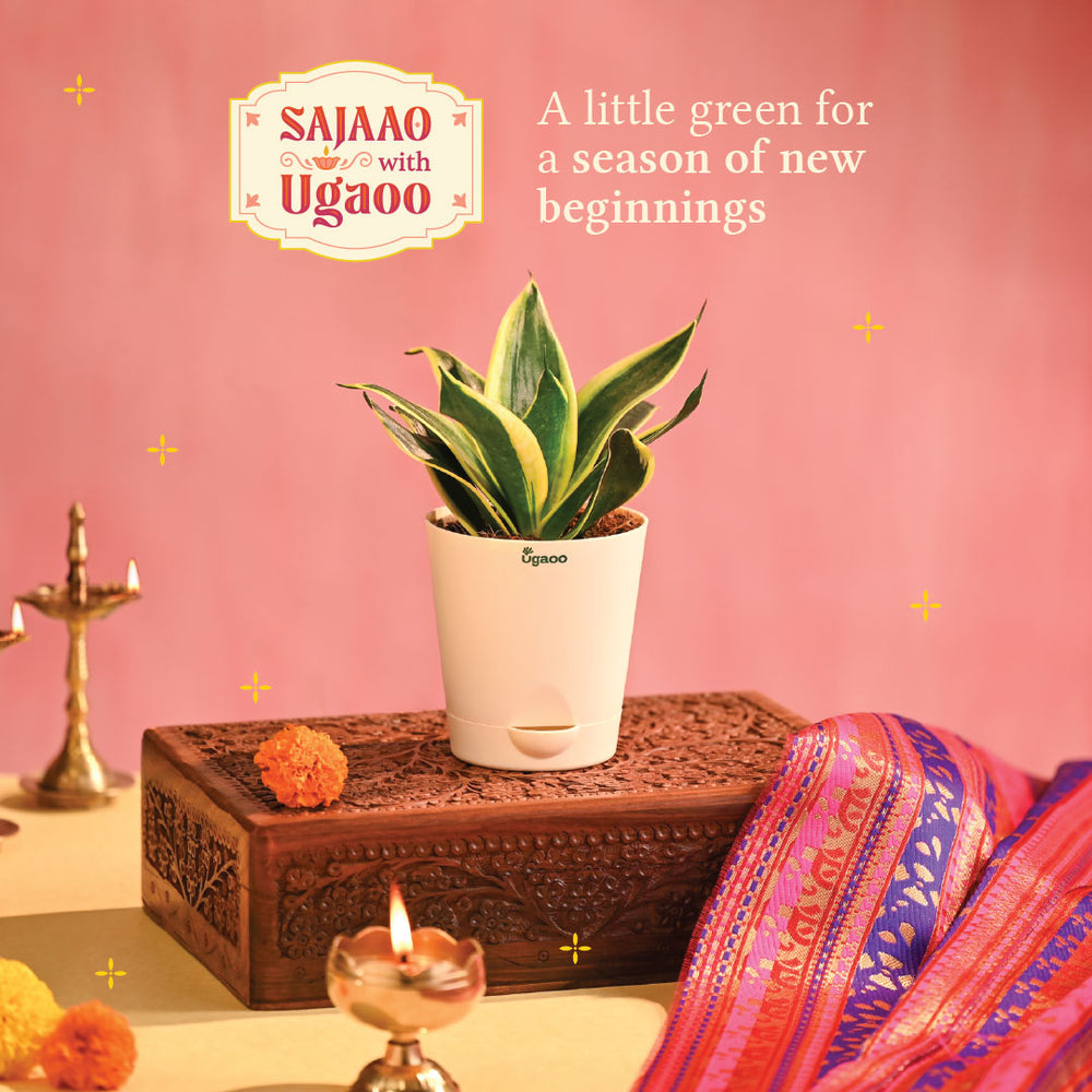 Snake Plant - Golden Hahnii - Diwali Edition