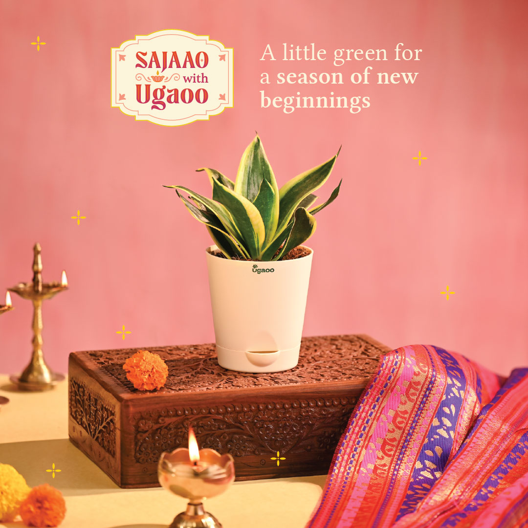 Snake Plant - Golden Hahnii - Diwali Edition
