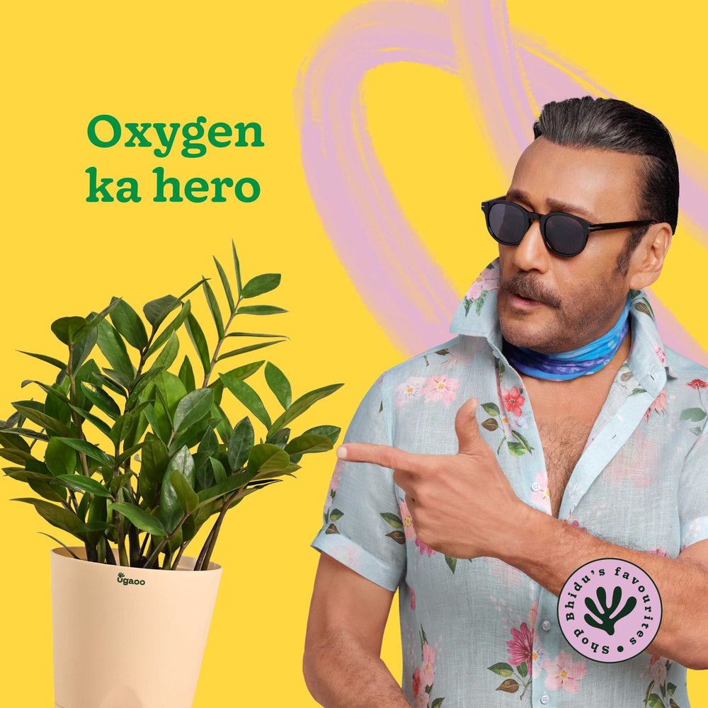 ZZ Plant with Self Watering Pot