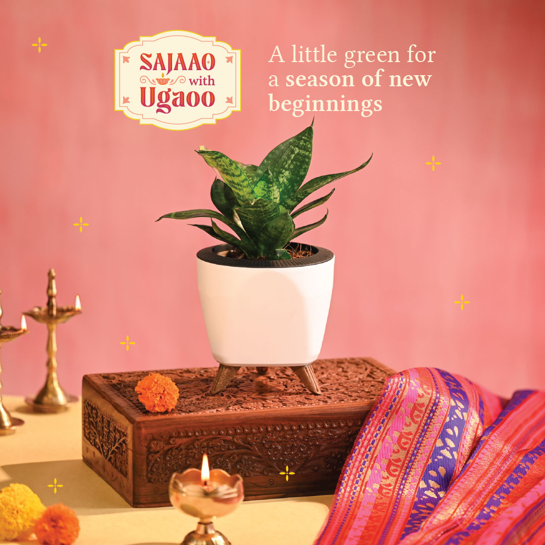 Snake Plant - Green - Diwali Edition