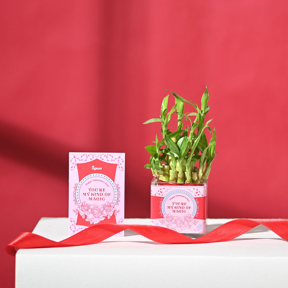 Lucky Bamboo 2 Layer with Square Bowl