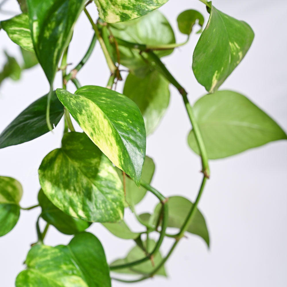 money vel plant Money Plant Variegated With Hanging Pot – Ugaoo