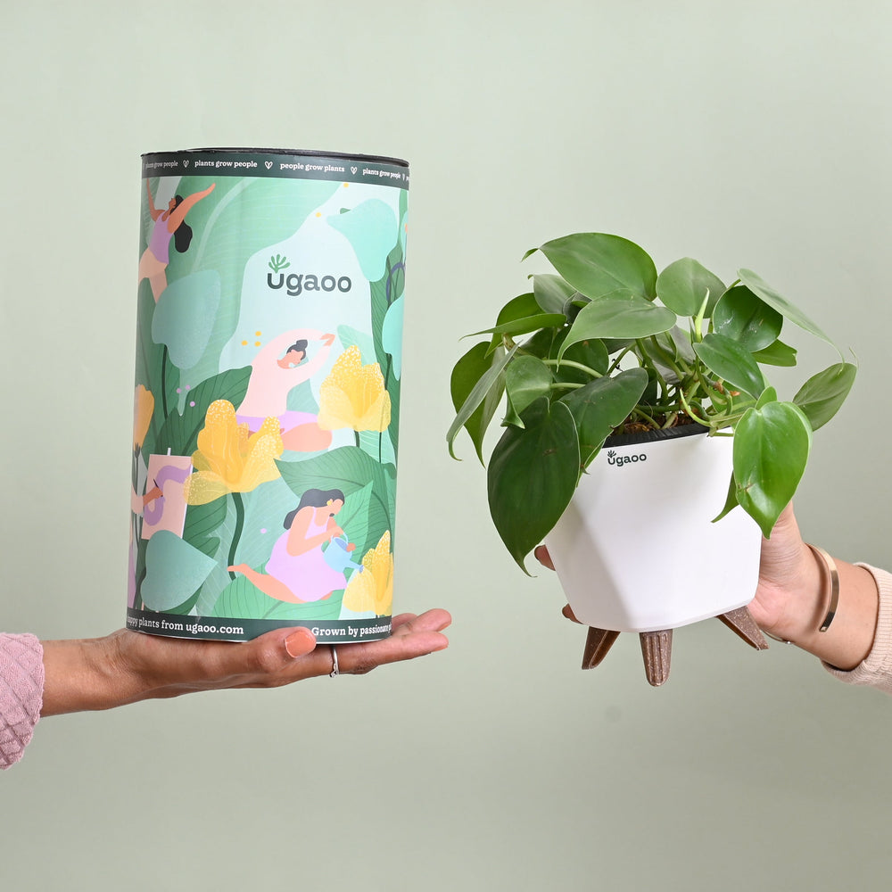 Oxycardium Green Plant Gift for Women&