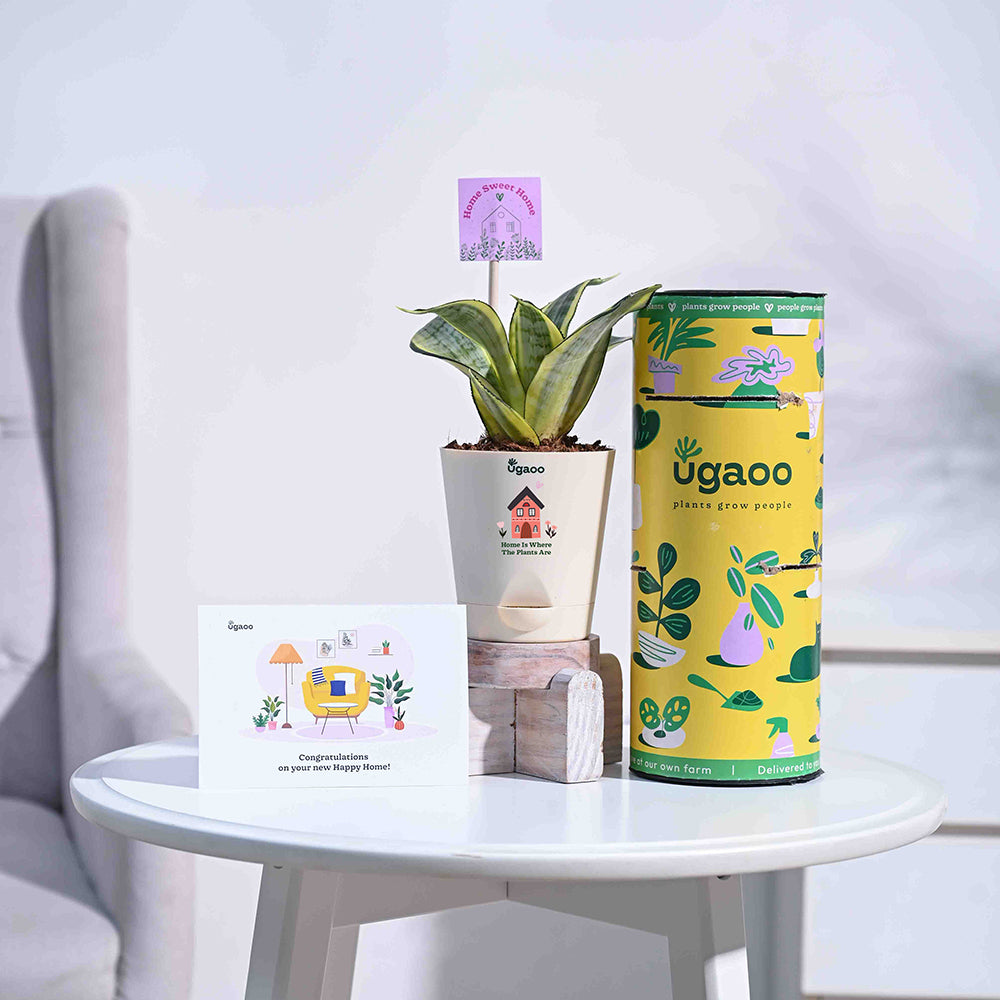 Snake Plant - Golden Housewarming Gift Hamper