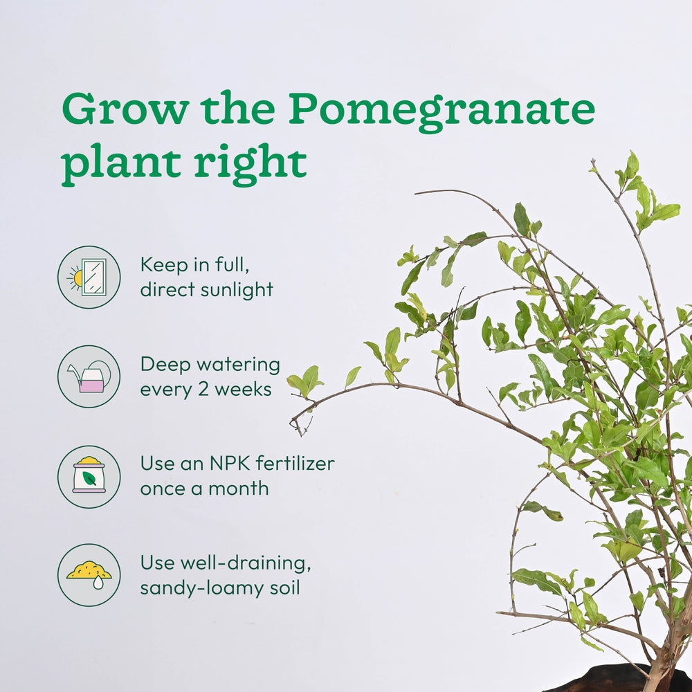 Pomegranate, Lemon, Guava - Combo of 3 Fruit Plants with Grow Bag