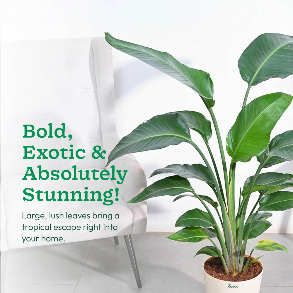 Bird of Paradise Plant - XL