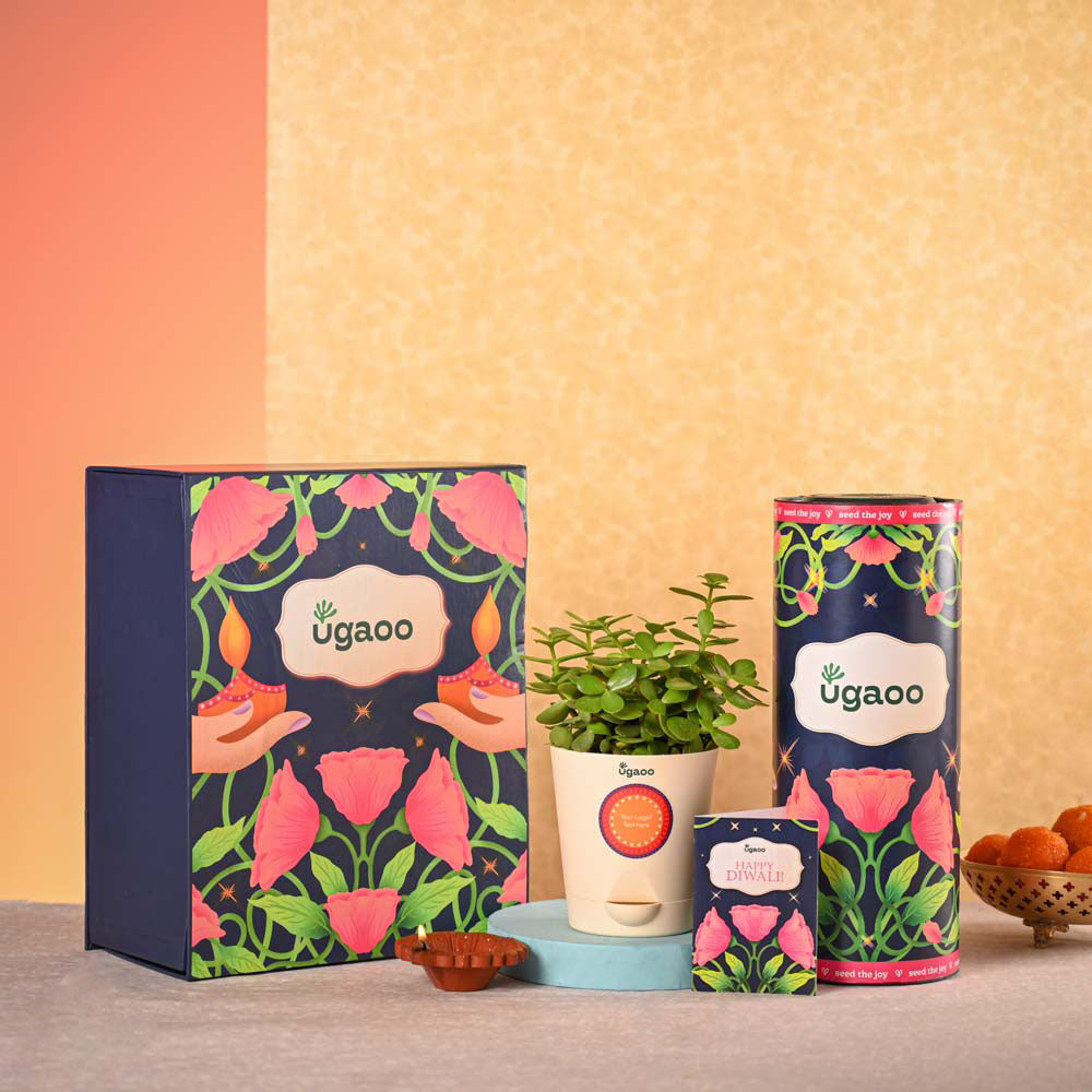 Phool Box Type Jade Mini Plant & Phool Stick Box Diwali Gift Hamper – Ugaoo