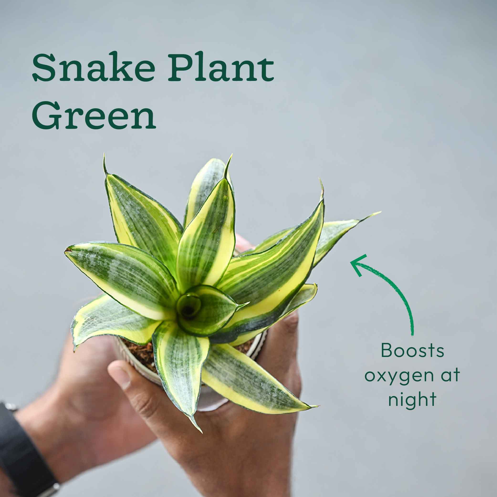 Set of 4 Indoor Plant Decor Bundle