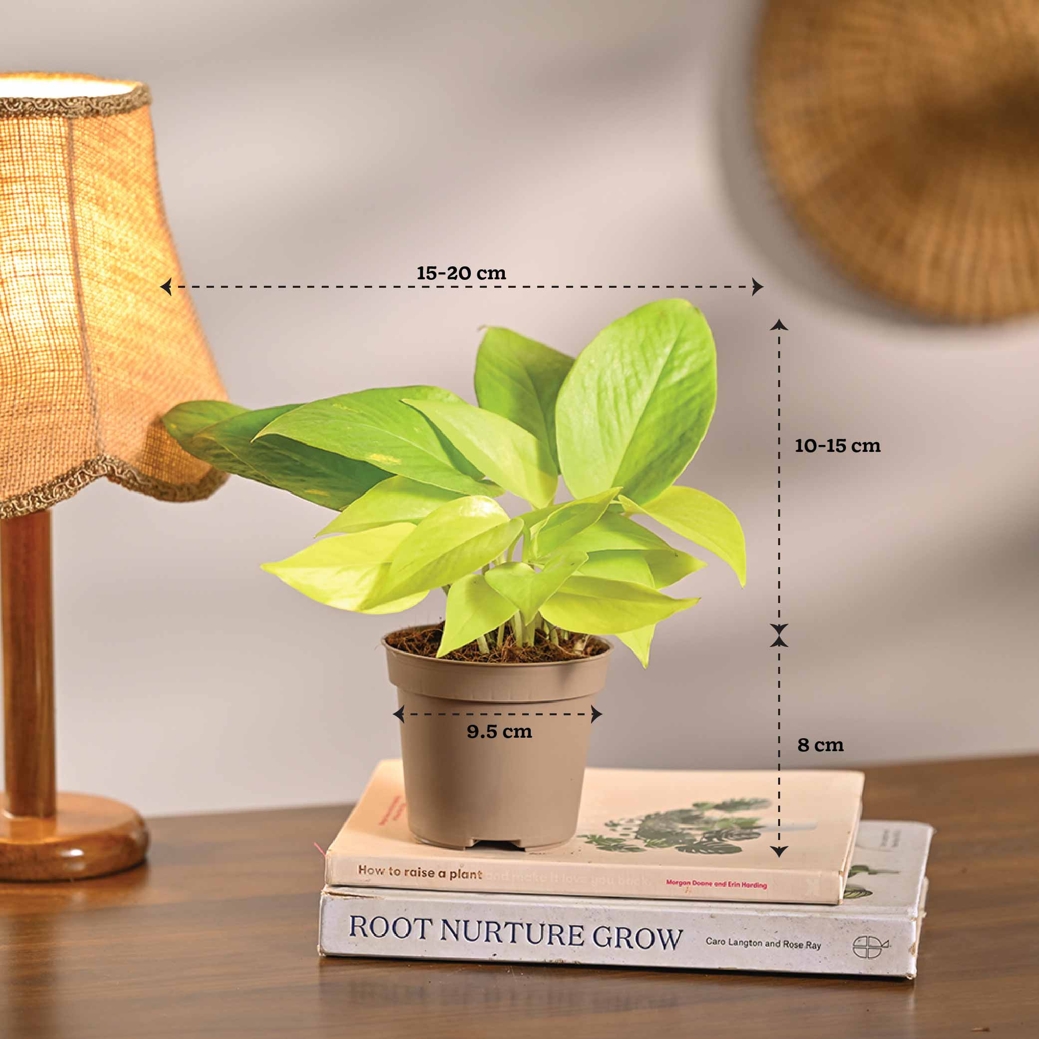 Set of 4 Air Purifying Indoor Plant Bundle for Home
