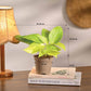 Set of 4 Air Purifying Indoor Plant Bundle for Home