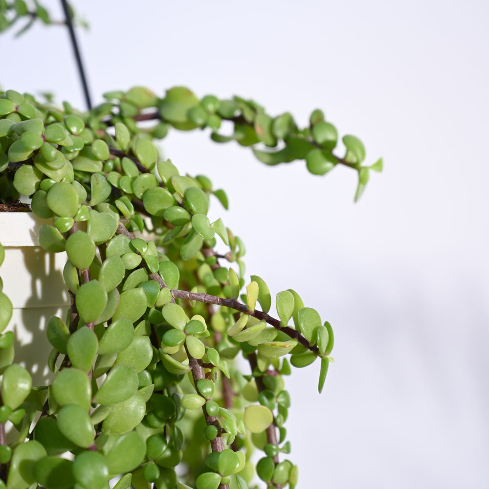 crawling jade plant Buy Jade Plant Mini: Care Tips, Benefits, and More – Ugaoo
