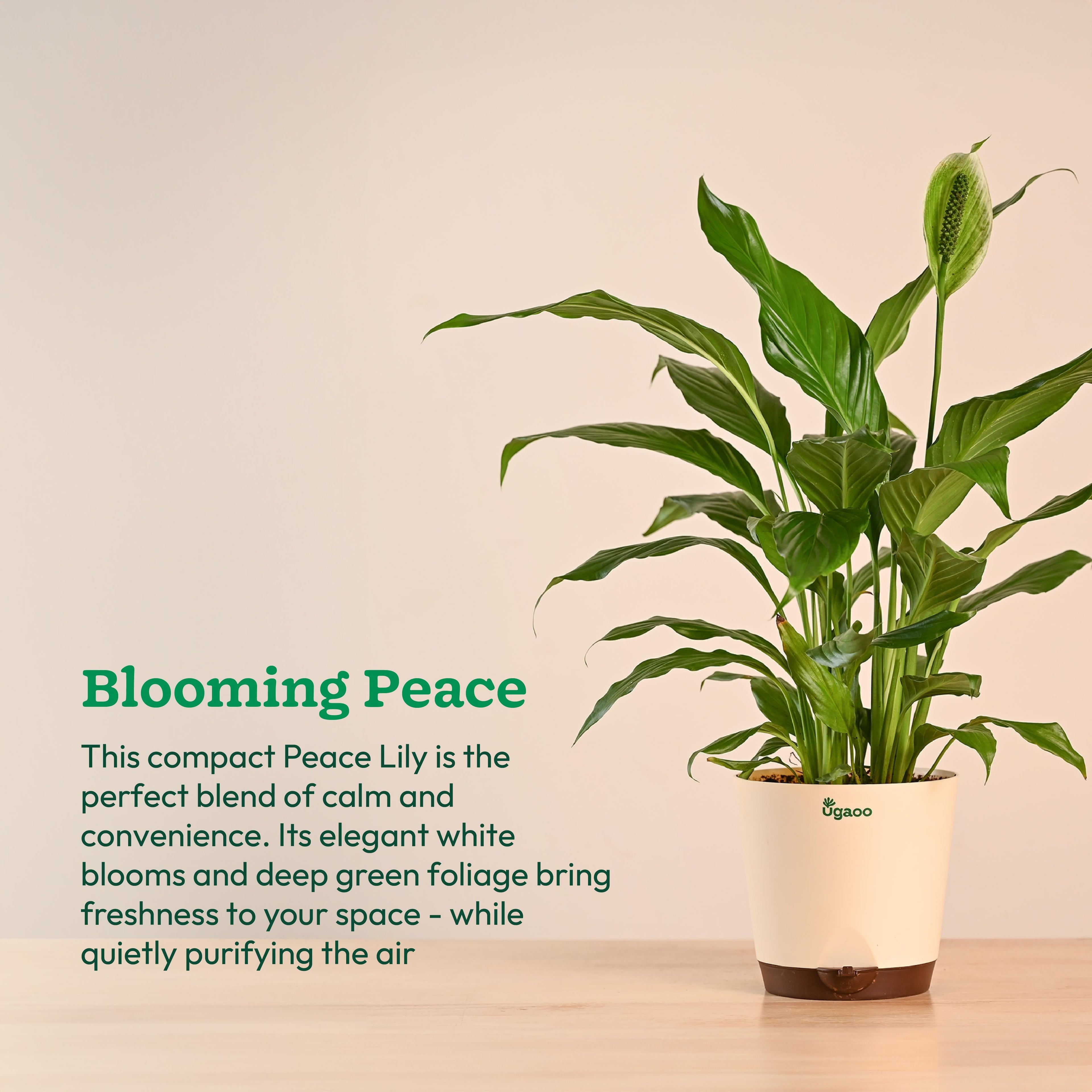 Peace Lily Large (Spathiphyllum Sensation)