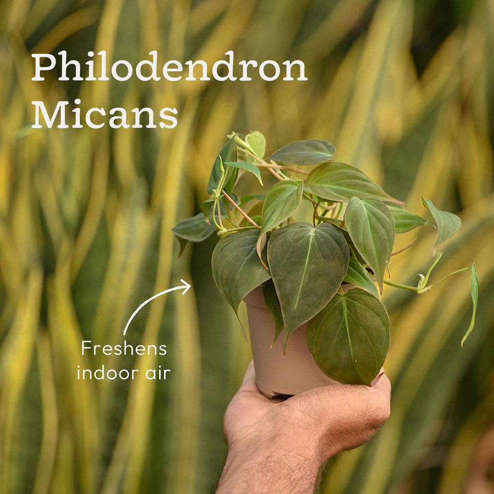 Set of 6 Air Purifying Indoor Plant Bundle