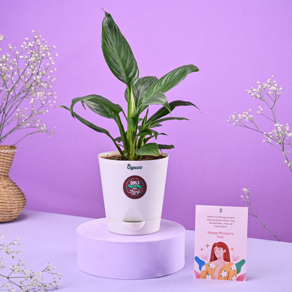 ugaoo peace lily Peace Lily Women's Day Gift – Ugaoo