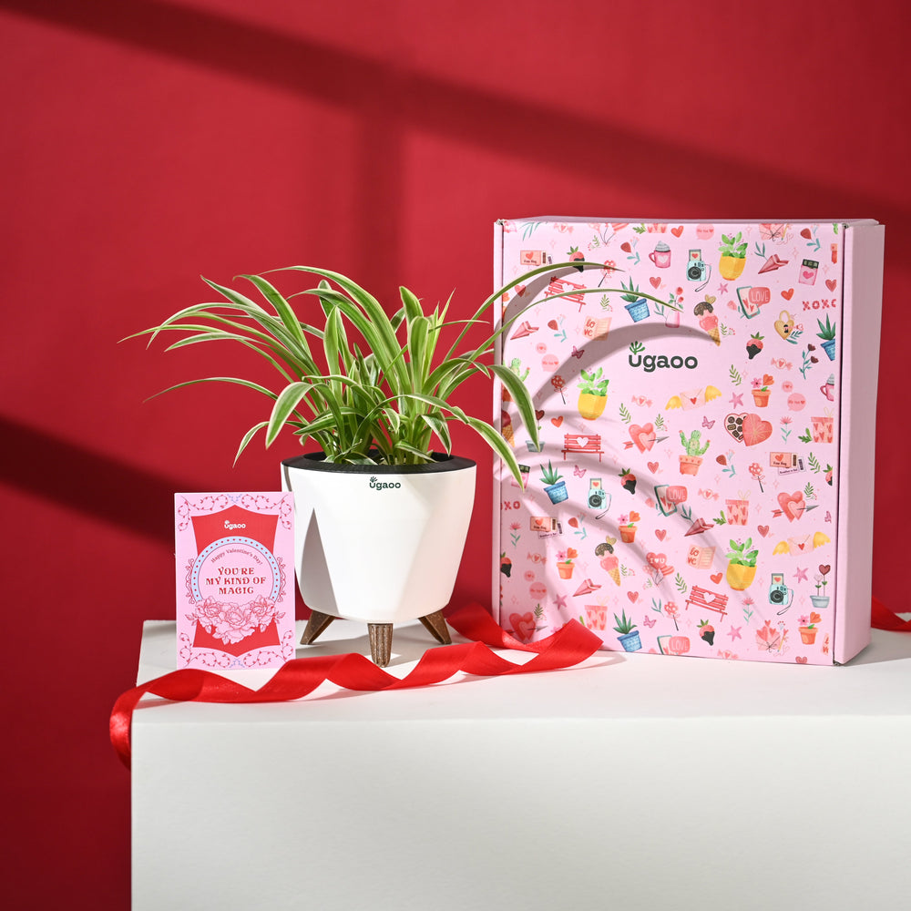 Love That Lasts Hamper