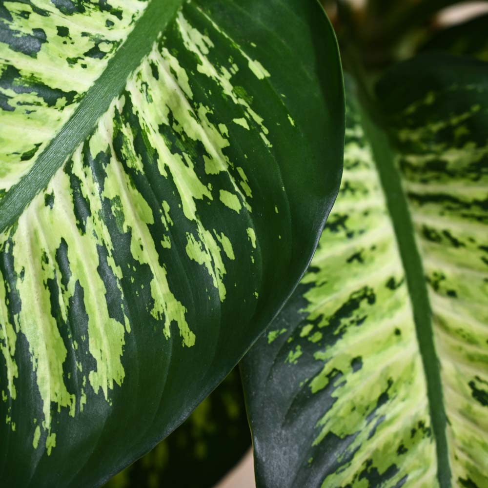 dieffenbachia cold weather Dieffenbachia Tropic Snow for Sale- XL Tropical Plant with Snowflake-like Variegations – Ugaoo