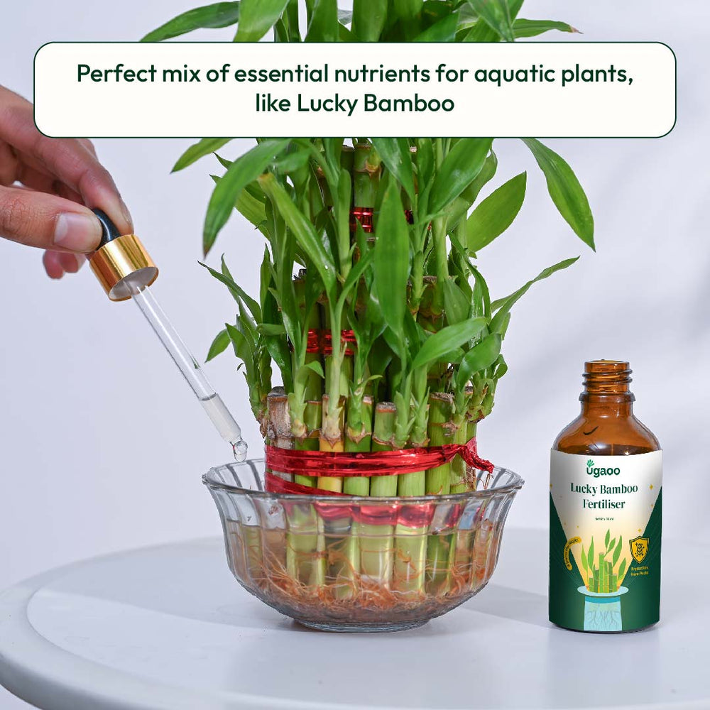 lucky bamboo in water fertilizer Lucky Bamboo Fertilizer