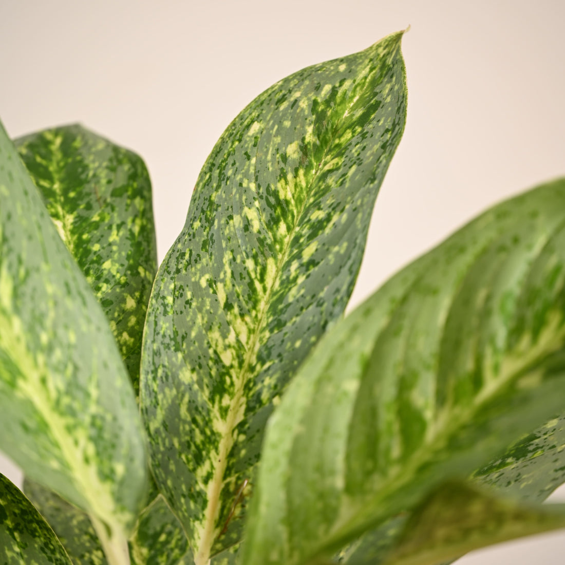 Aglaonema Butterfly Plant - Large