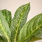Aglaonema Butterfly Plant - Large
