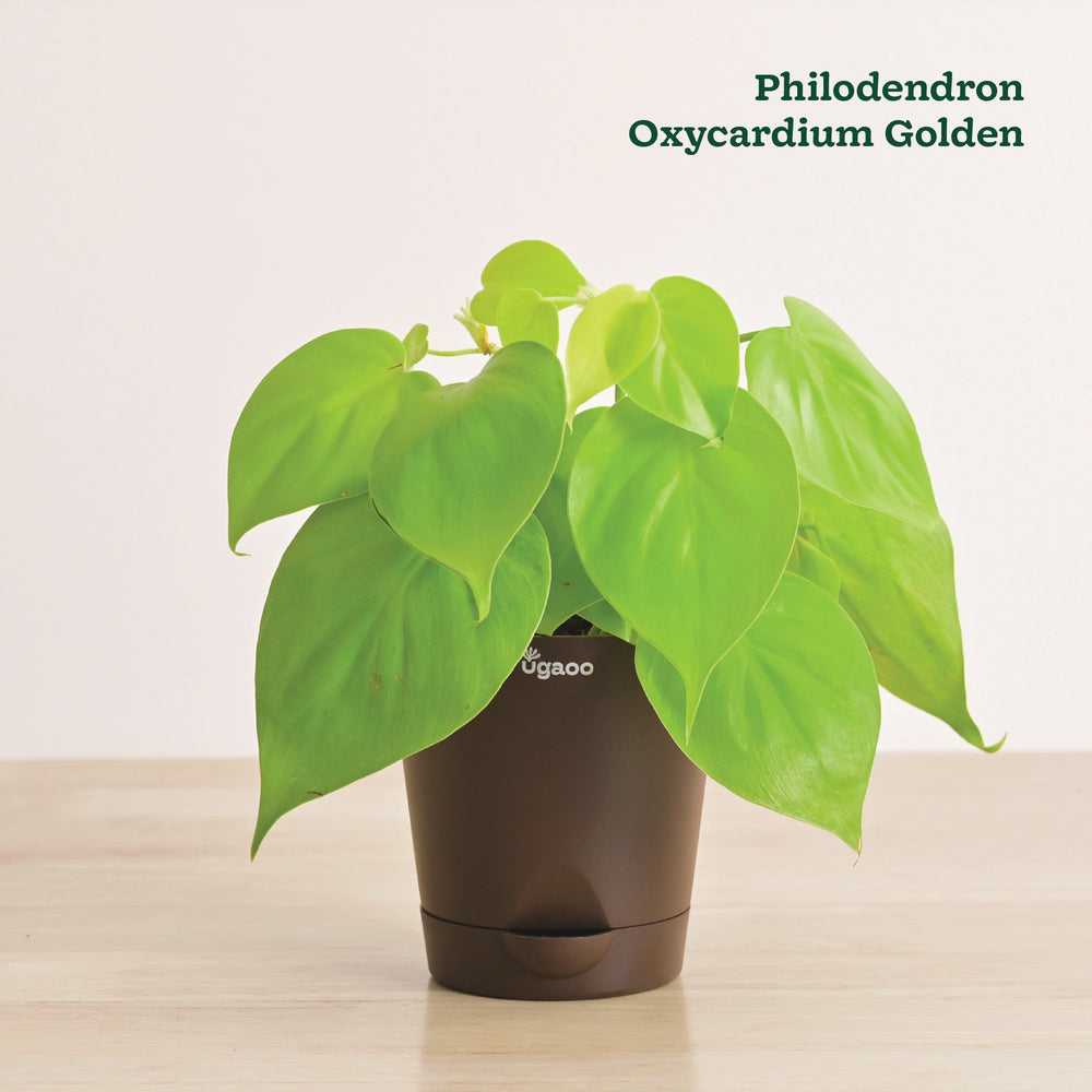 Indoor Plant Bundle: Fittonia, Jade Mini, Broken Heart, Philodendron Oxycardium Golden