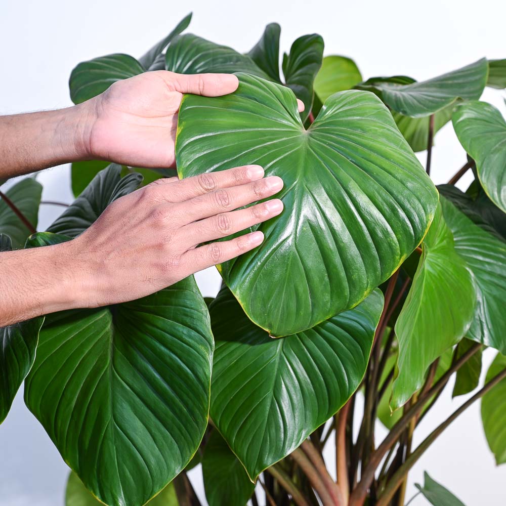 Homalomena Plant XL