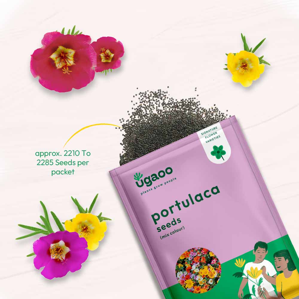 portulaca flower seeds online Portulaca Mix Seeds – Ugaoo