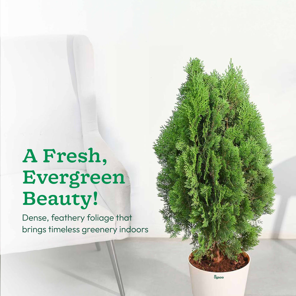 Thuja Plant - XL