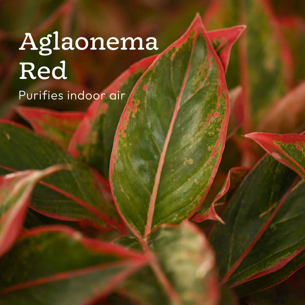 Combo of 4 Plant Set for Office Desk