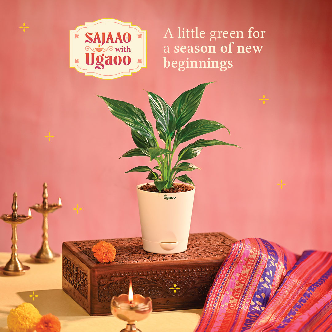 Peace Lily - Diwali Edition