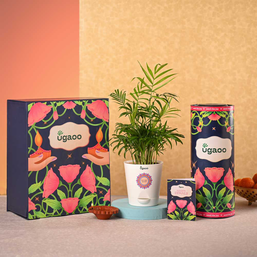 Bamboo Palm Plant &amp; Bombay Sweet Shop Diwali Gift Hamper