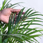 Areca Palm Plant XL