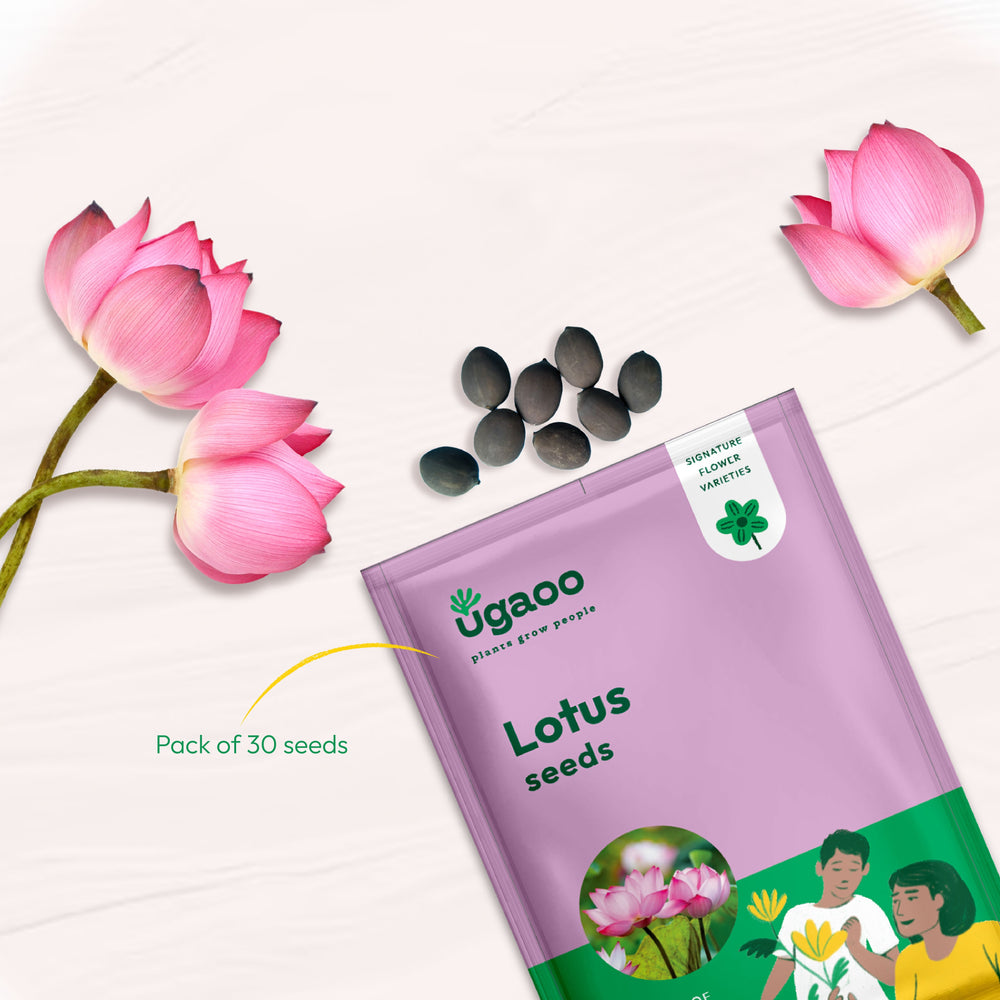 Lotus Seeds